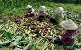 Đắk Lắk: Gần 100 tấn khoai môn ‘tắc’ đầu ra, huyện kêu gọi 'giải cứu'