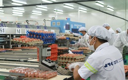 Cùng nhau đầu tư nuôi gà đẻ trứng: Hòa Phát bán 750.000 quả/ngày, đại gia nông nghiệp 30 năm kinh nghiệm bị Vietcombank thanh lý tài sản