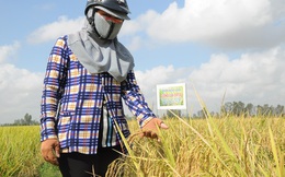 Cách nào chặn đà giảm giá lúa gạo?