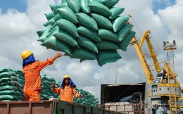 Xuất khẩu gạo gặp khó do Tân Cảng Hiệp Phước tạm ngừng dịch vụ đóng rút gạo