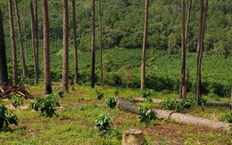 Một doanh nghiệp Lâm Đồng xin chuyển 11ha đất rừng làm dự án khu dân cư