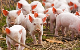 Giá thịt lợn giảm sâu để lại các nhà sản xuất hàng đầu Trung Quốc với đống nợ vay tăng gấp 3 lần