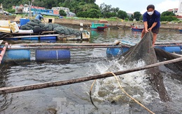Hàng trăm tấn cá nuôi lồng bè tại Cửa Lò không có người thu mua vì dịch