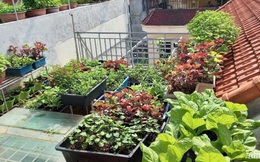 Khoảng sân thượng chỉ 15m² nhưng đủ các loại rau xanh tốt tươi không lo thiếu thực phẩm mùa dịch ở Hà Nội
