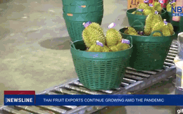 Đối thủ của Việt Nam tính kế xuất hoa quả tươi sang TQ theo ngả mới: Cạnh tranh khốc liệt!