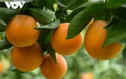 Được mùa được giá, người trồng cam ở Bắc Giang dự kiến thu tiền tỷ