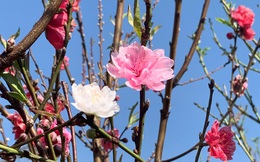 Đào Nhật Tân 3 màu độc lạ thâm nhập thị trường hoa Tết