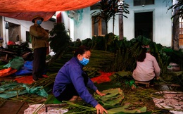 Người dân làng trồng lá dong tại Hà Nội tất bật ‘hái lá đếm tiền’ dịp cận Tết