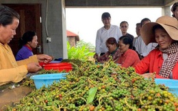 Nông sản Campuchia "đi sau về trước", đắt gấp 2-3 lần Việt Nam: Công lớn thuộc về 1 người
