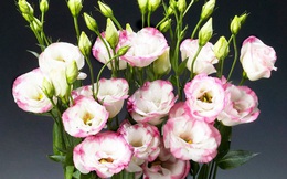 6 loại hoa bạn nên mua về để cắm trên bàn thờ dịp Tết cho năm mới thịnh vượng, an khang