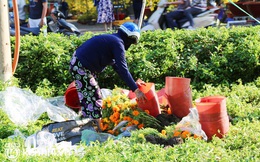 ẢNH: Sau khi tiểu thương ở Sài Gòn vứt bỏ hoa ế, nhiều người dân tranh thủ đến xin đất, lượm hoa mang về trưa 29 Tết