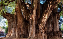 5 'siêu cây' lớn nhất Trái Đất: Một cây nặng 2.800 tấn, cây còn lại chiếm 8 mẫu Anh