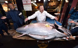 Có giá kỷ lục 3 triệu - đây là lý do tại sao cá ngừ vây xanh lại đắt đến thế