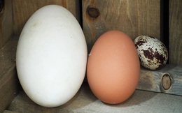 Trứng ngỗng có bổ hơn trứng gà? Câu trả lời bất ngờ từ chuyên gia