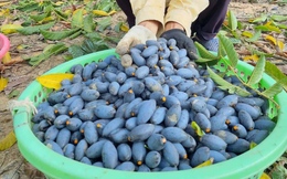 Trèo lên ngọn cây thu hoạch 'vàng đen', nông dân bỏ túi hàng trăm triệu đồng