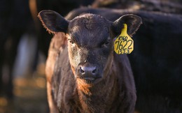 Bầu Đức có đàn bò Lào kì vọng làm 'phao cứu sinh' còn đây là cách xây dựng thương hiệu tỷ USD không giống ai của đế chế thịt bò Greater Omaha