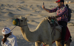 Du lịch Qatar bội thu mùa World Cup: Đến lạc đà cũng "còng lưng" làm thêm giờ vì khách quá đông