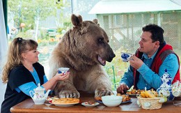 Chú gấu Stepan nổi tiếng kiếm tiền bằng cách nào?