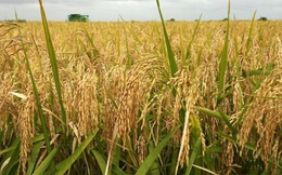 Doanh nghiệp gạo lãi tăng 2 con số trong năm 2021