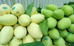 Xuất khẩu 3 tấn xoài Cát Chu của Đồng Tháp sang châu Âu