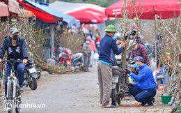 Ảnh: Sau Tết, hoa lê rừng bán tràn lan ngoài phố, người dân Hà Nội ùn ùn đến mua