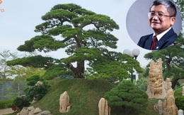 Bí mật đằng sau vườn Nhật bạc tỷ của sếp FPT: Sưu tầm thông lá đỏ, tùng la hán vài trăm tuổi không chỉ để thoả mãn đam mê!