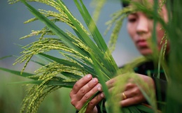 Chiến sự nóng ở vựa lúa mì châu Âu, cổ phiếu lúa gạo Việt Nam đột nhiên nổi sóng