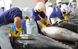 Xuất khẩu cá ngừ đạt gần 88 triệu USD