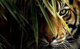 Năm Nhâm Dần, cùng đi tìm ba con hổ đang tồn tại trên thị trường chứng khoán, chúa sơn lâm "xịn" hay chỉ là những chú hổ giấy?