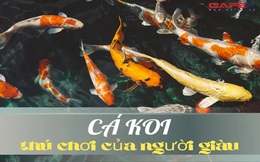4 hồ cá Koi tiền tỷ khiến người sành chơi trầm trồ: Giá trị tương đương cả căn nhà, có hồ xây bằng chất liệu quý ghi danh kỉ lục Việt Nam