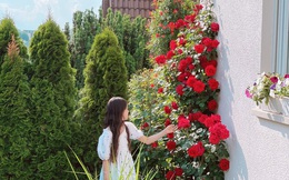 5 vườn hồng lung linh hơn cổ tích chứng minh sự mát tay của gia chủ Việt, càng ngắm càng u mê quên lối về