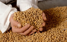 Đến lượt một quốc gia Nam Mỹ khác tuyên bố tạm dừng xuất khẩu đậu nành, nguy cơ làm chao đảo thị trường toàn cầu