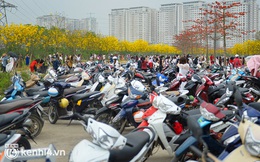 Đường hoa phong linh bỗng dưng hot nhất Hà Nội, dòng người kéo đến chụp ảnh khiến xe máy xếp hàng bạt ngàn