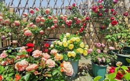 Tận dụng sân thượng làm vườn hoa để thỏa mãn đam mê, người mẹ trẻ lại nhận được lời hỏi mua hoa nhiều đến không ngờ