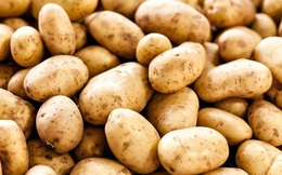 Khủng hoảng ở Anh: Ngân hàng thực phẩm cho người nghèo từ chối nhận quyên góp khoai tây vì chi phí nấu chúng quá cao
