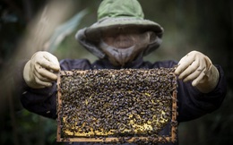 Tương lai ngành nuôi ong Việt Nam trước phán quyết chống bán phá giá từ Hoa Kỳ
