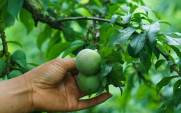 Chủ vườn Mộc Châu thu tiền tỷ từ loại quả vừa chua vừa chát