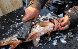 Phần này của cá còn bổ hơn cả phần thịt: Vừa là bảo bối trường thọ, vừa là "thần dược làm đẹp", nhiều người đang vứt bỏ mà không biết