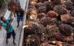 Indonesia cấm xuất khẩu dầu cọ: Cuộc chiến bảo hộ đã bắt đầu?