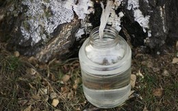 Mục sở thị món "nước dừa" lạ lẫm chảy ra từ thân cây bạch dương, thức uống được ưa chuộng ở Phần Lan khi tuyết tan