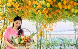 Với 5 triệu đồng, mẹ đảm Sài Gòn phủ kín sân thượng chỉ 50m² các loại trái ngọt, quanh năm sai trĩu cành