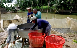 Giá thức ăn tăng cao, người nuôi cá lóc bị lỗ nặng