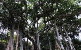 "Cây đa nghìn năm" huyền bí trên bán đảo Sơn Trà