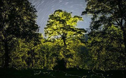 Tận mắt chứng kiến "cơn mưa đom đóm" thắp sáng rực khu bảo tồn về đêm, nhiếp ảnh gia ghi lại khoảnh khắc khiến dân tình mãn nhãn