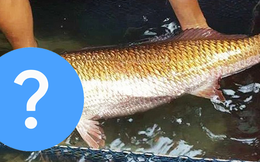 Một loài cá ở Việt Nam được cả thế giới săn đón vì sở hữu bộ phận “quý hơn vàng”, ngư dân bắt được là đổi đời!