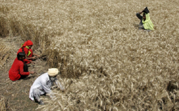 Nông dân Ấn Độ lao đao vì lệnh cấm xuất khẩu lúa mỳ
