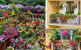 5 loại hoa “không sợ nắng” đặc biệt thích hợp trồng ngoài ban công hay sân thượng