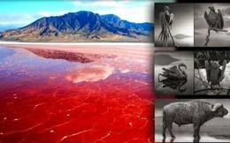 Hồ nước đỏ ở Tanzania này sở hữu siêu năng lực biến hầu hết các sinh vật thành đá