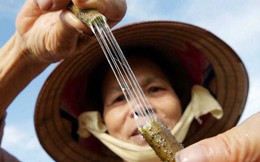 Loại vải quý hiếm bậc nhất thế giới: Việt Nam là 1 trong 3 nước sản xuất được