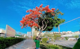 Người dân thích thú đến check-in cây phượng độc lạ ở Vũng Tàu, đến cây còn có "hai lòng"